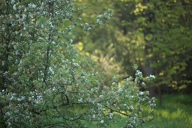 абстрактный пейзаж в весеннем яблоневом саду, красивый сезонный фон