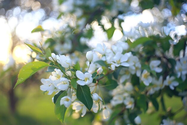 Paesaggio astratto nel giardino di mele primaverile, bellissimo sfondo stagionale