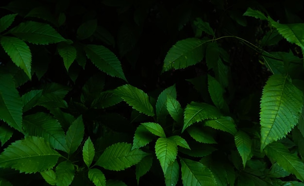 abstract leaf texture tropical leaf foliage nature dark green background