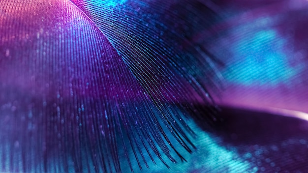 Abstract macro background from feathers