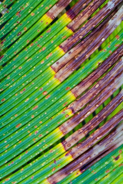 Abstract macro background of a leaf from a plant.