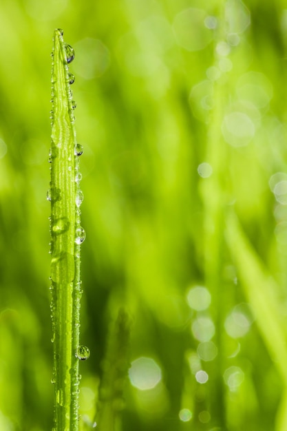 성숙한 Wheatgras의 추상 매크로 근접 촬영