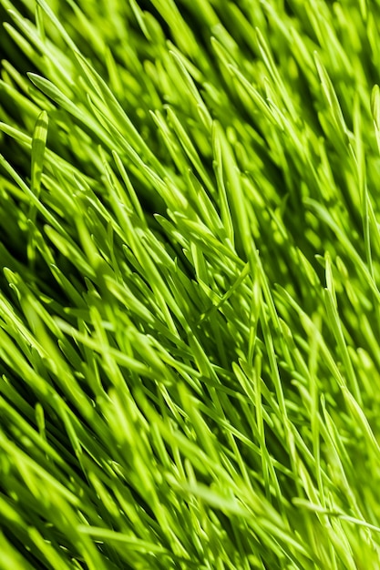 Abstract Macro Closeup of Mature Wheatgras