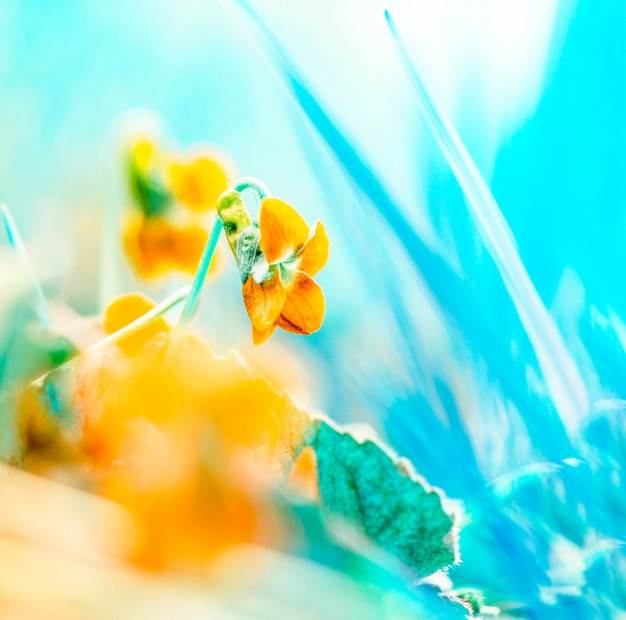 Abstract macro photo of a wild flower on a spring morning in a meadow