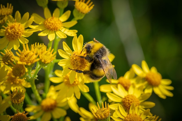 사진 꿀을 찾는 꿀벌이 있는 노란색 래그워트 꽃의 추상 매크로 샷
