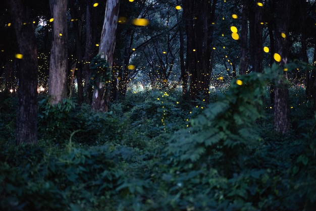 Foto immagine astratta e magica del volo della lucciola nella foresta di notte