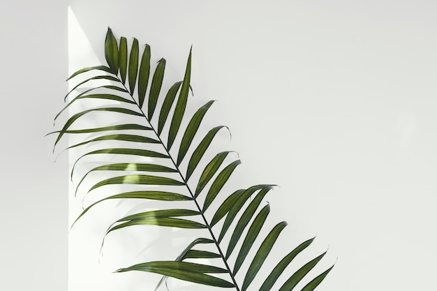 Abstract minimal plant indoors leaves