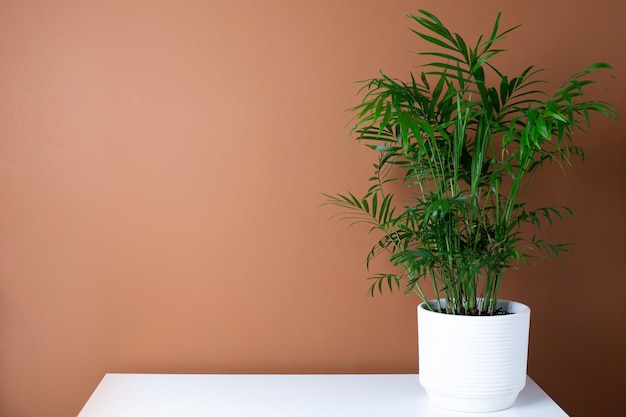 Interno moderno astratto con pianta verde sulla tavola, vista laterale dello spazio della copia del fondo arancio scuro della parete