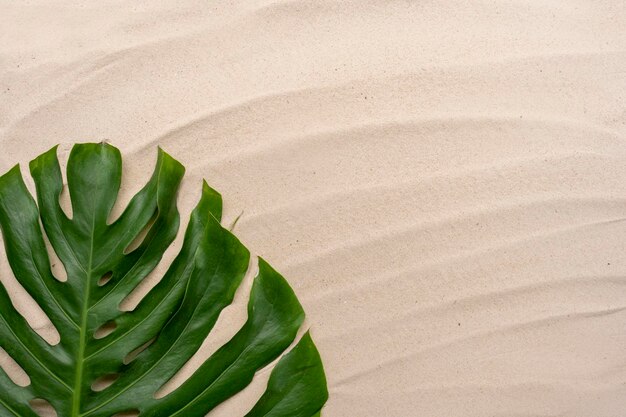 Abstract monstera leaf on sandy beach background for your design