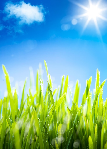 abstract morning dew on the grass in the spring a natural spring background