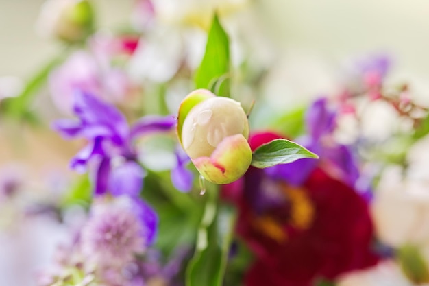 写真 抽象的な色とりどりの花の背景テクスチャクローズアップ花とつぼみ