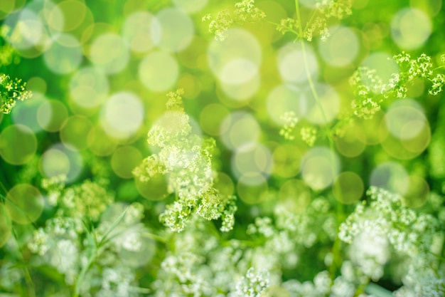 Abstract natural background bokeh and unfocused flowers