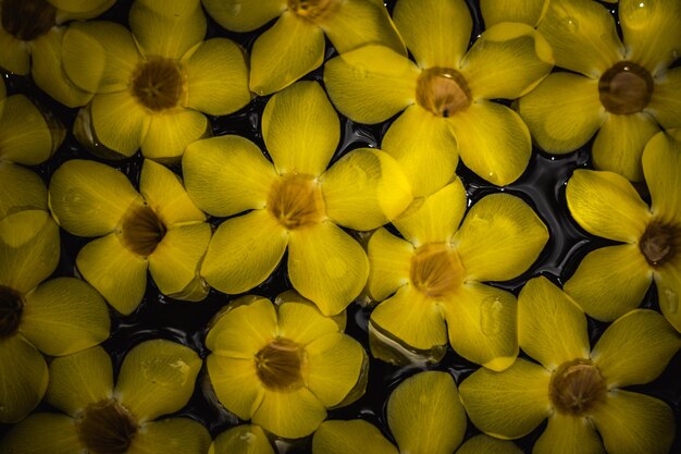 水中の黄色い熱帯の花のさまざまな色調の抽象的な自然な背景コレクション夏の新鮮なスパリラックスした落ち着いた気分のコンセプトデザインの壁紙スクリーンセーバーウェブ背景