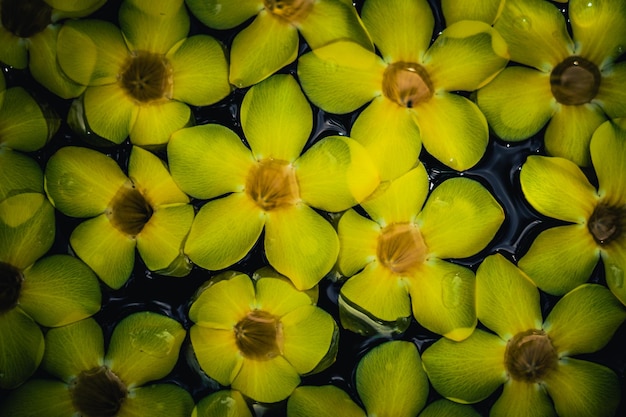 水中の黄色い熱帯の花のさまざまな色調の抽象的な自然な背景コレクション夏の新鮮なスパリラックスした落ち着いた気分のコンセプトデザインの壁紙スクリーンセーバーウェブ背景