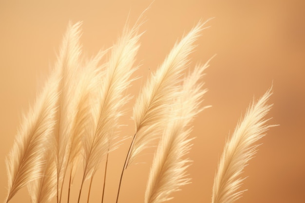 Abstract natural background of soft plants Cortaderia selloana Pampas grass on a blurry bokeh Dry reeds boho style Fluffy stems of tall grass ai generative