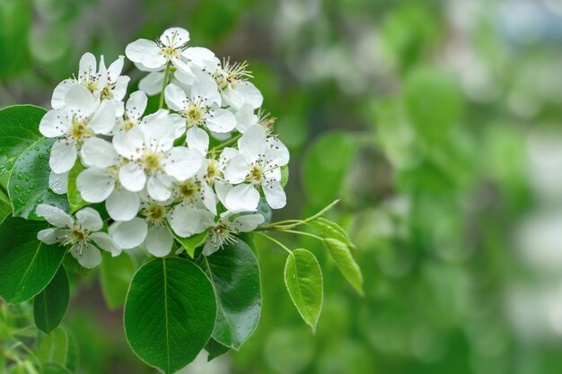 Foto sfondio naturale astratto con fiori di ciliegio in fiore e sfondi blu