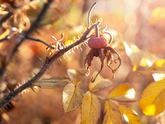 Abstract natural background with dried briar fruit in sunlight