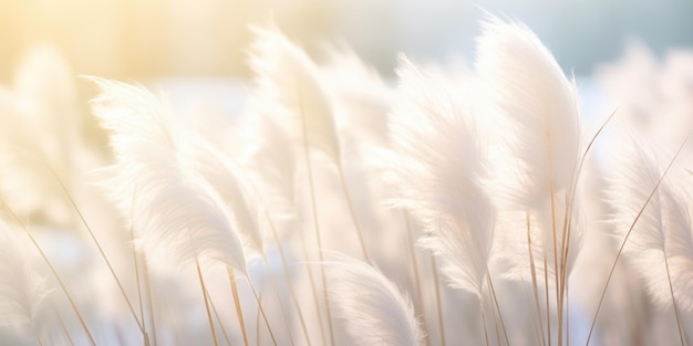 Photo an abstract natural background with soft plants resembling cortaderia selloana swaying in the wind c