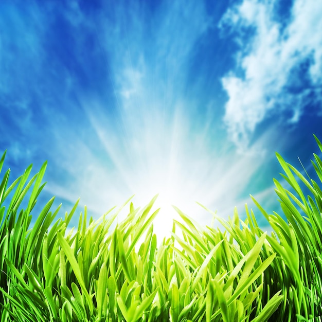 Abstract natural backgrounds with green grass unfer the blue skies