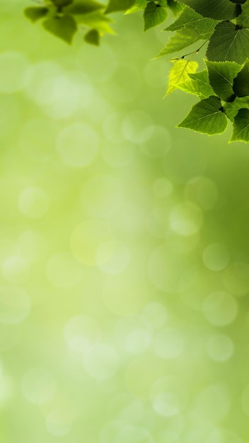 Foto bandiera naturale astratta con fogliame verde e bokeh di bellezza