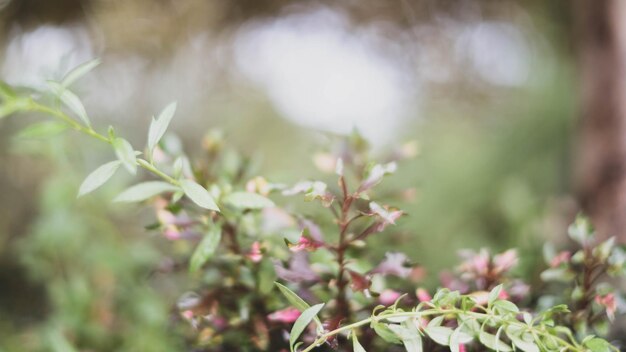 Foto abstract foglie naturali ambiente verde sfondo piante primaverili ecologia fresca di giardino