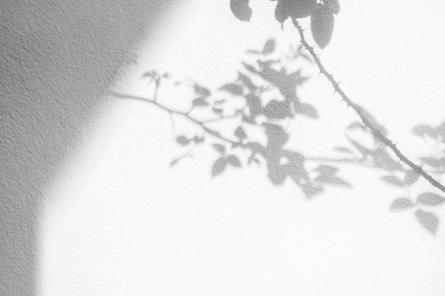Photo abstract natural tree leaves shadow on white wall background
