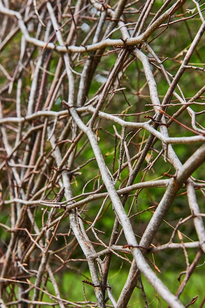 추상적인 자연 덩굴이 구부러지고 보이지 않는 벽 배경 자산 Bernheim Forest를 오르고 있습니다.