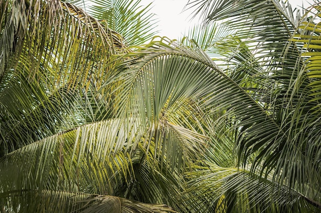 Abstract natural wallpaper background real tropical palm tree bottom view large lush green leaves texture detail minimalism exotic design for eco spa environmental product freedom journey lifestyle