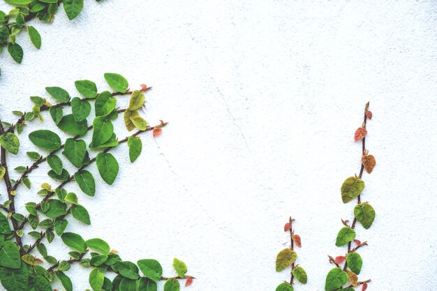 The abstract nature background copyspace of  green Creeper Plant on a white wall.