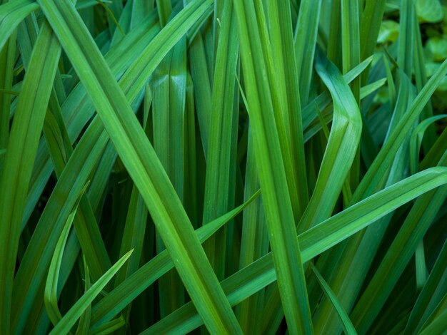 Fondo astratto della natura fatto delle foglie verdi naturali