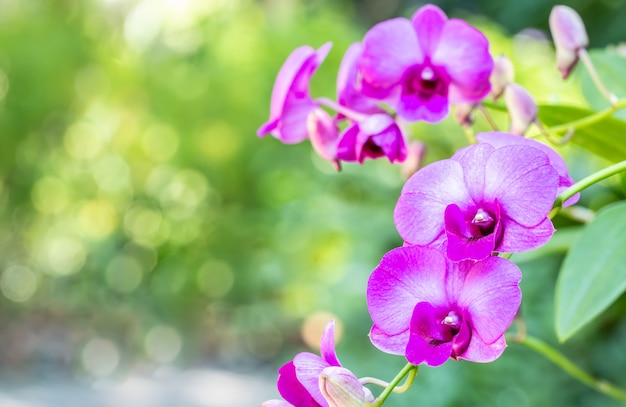 紫の蘭の花、デンドロビウムの抽象的な性質の背景。