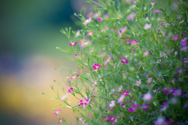 Abstract nature background with grass in the meadow and sunset picture can used wallpaper desktop