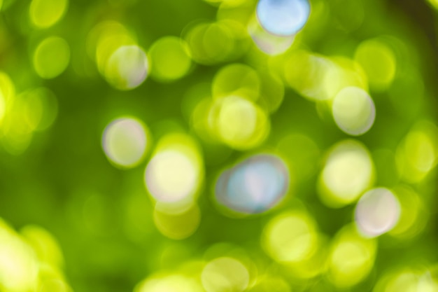 Premium Photo | Abstract nature bokeh background green foliage of the  forest green nature in blurry style for creative design