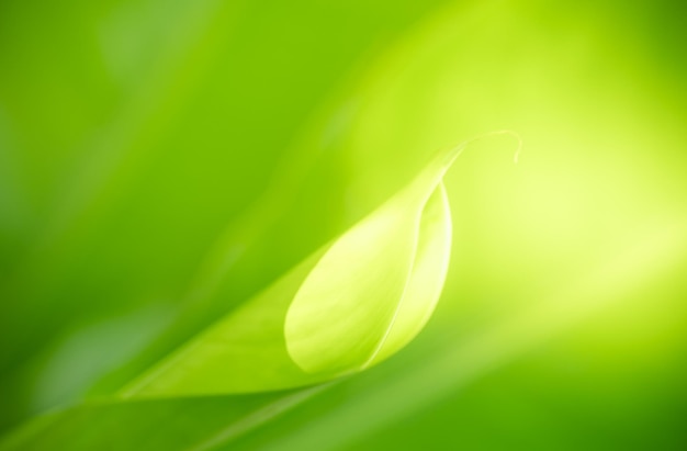 Photo abstract nature green blurred background nature leaf on greenery background in garden with copy space using as background wallpaper page concepti