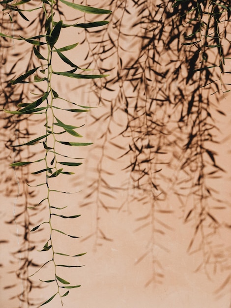 Foto pianta di erba astratta sulla parete sullo sfondo