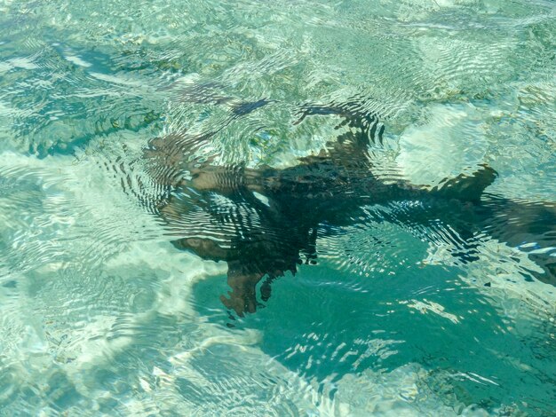 abstract nurse sharks