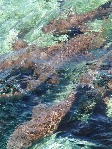 abstract nurse sharks