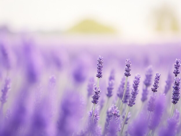 Abstract Oil Paint Lavender Fields in Colorful Abstraction