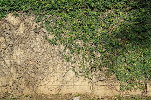 抽象的な古い汚れた暗いツタの根苔むした石膏セメントコンクリートの壁のテクスチャと緑の葉の緑のつるの葉または自然に成長するツタの木背景コピースペーステキストまたはデザイン