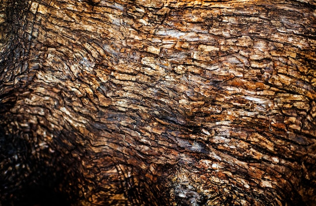Абстрактная текстура оливкового дерева и фокус на центре