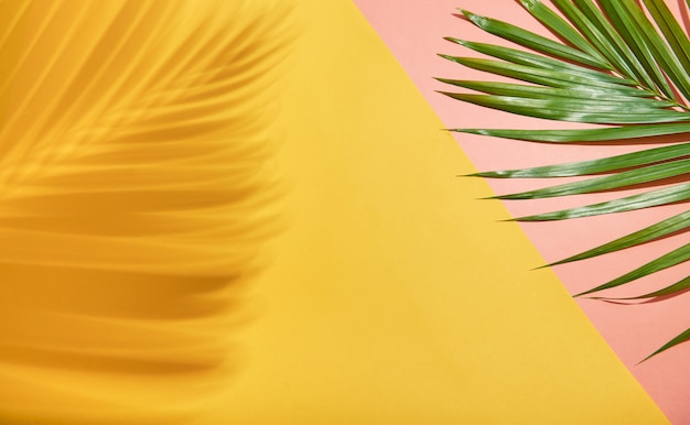 Abstract palm leaf and shadow reflection on colorful background