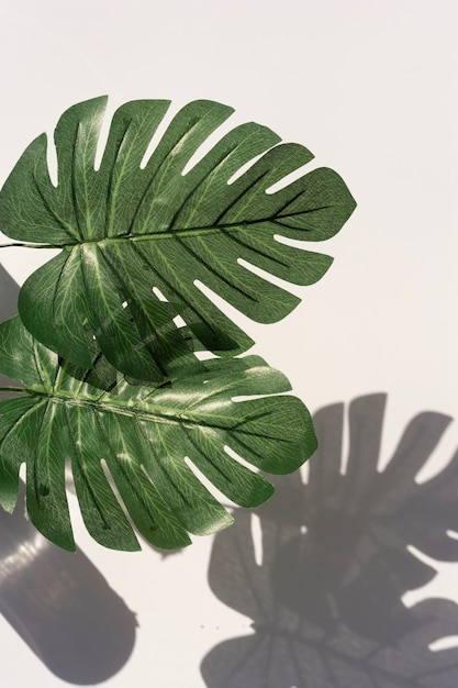 Abstract  of palm leaves shadows on white wall. Botany  copyspace.