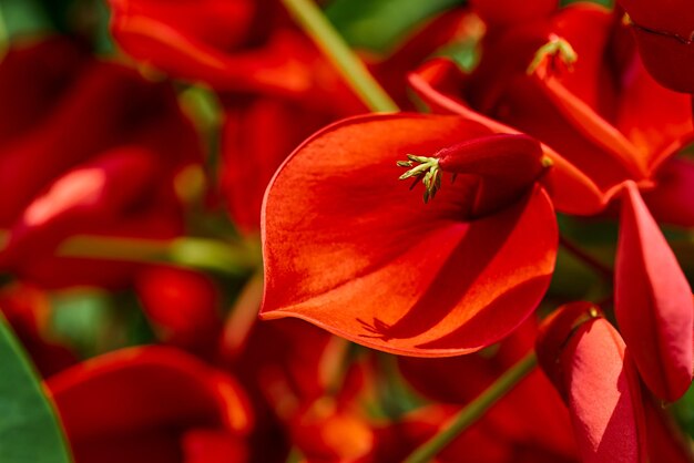 Abstract part of red exotic flower closeup