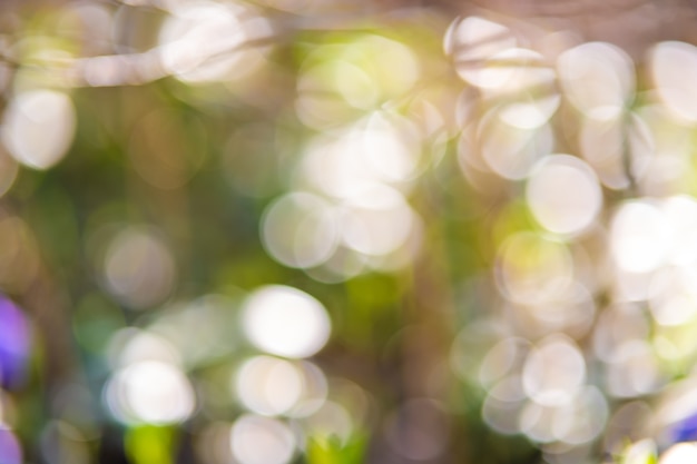 Foto bokeh verde pastello astratto con cerchi chiari di sfocatura sfocata.