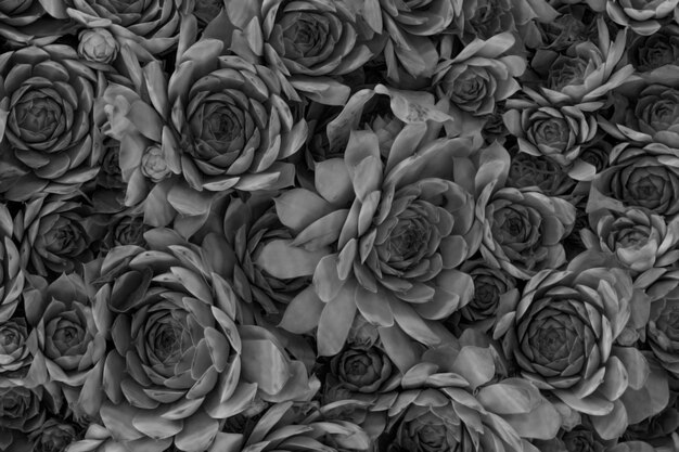 Abstract pattern of black and white sempervivum known as stone rose Background