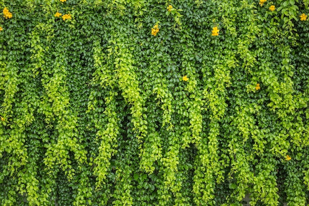 Abstract pattern green wall of ivy or wall plant for background