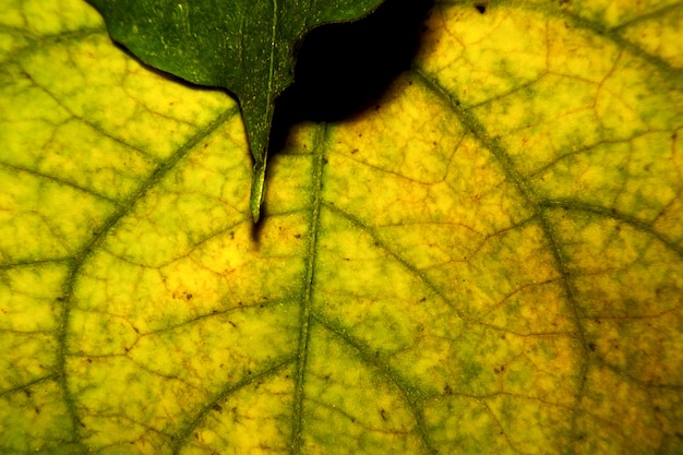 Abstract pattern texture of green-yellow leaf