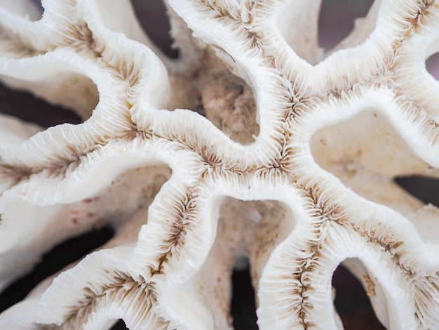 Abstract pattern of white dead coral