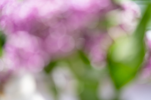 Abstract photo of blurred blooming lilac flowers Natural background