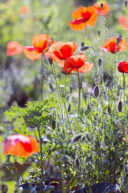 Abstract picture - beautiful poppy field in a sunny day